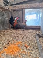 Broedeieren Drentse patrijs kriel, Geslacht onbekend, Kip