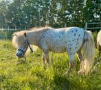 Diverse appaloosa mini paardjes, Dieren en Toebehoren, Pony's, Merrie, Niet van toepassing, A pony (tot 1.17m), Gechipt