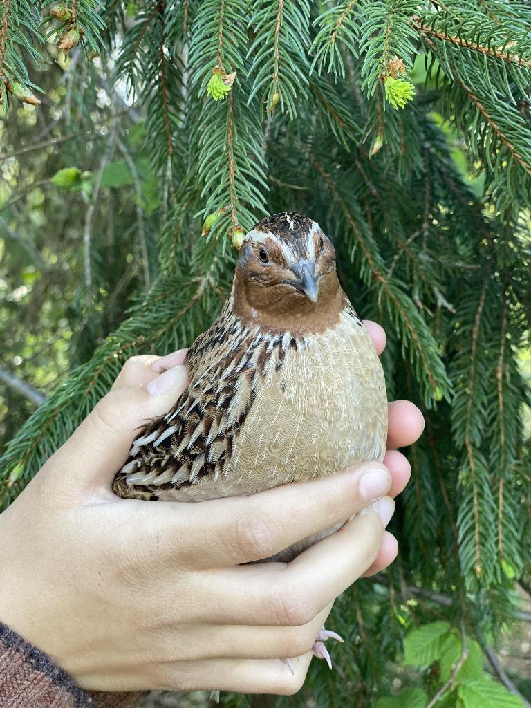 Franse kwartelbroedeieren, Dieren en Toebehoren, Pluimvee, Geslacht onbekend, Overige soorten
