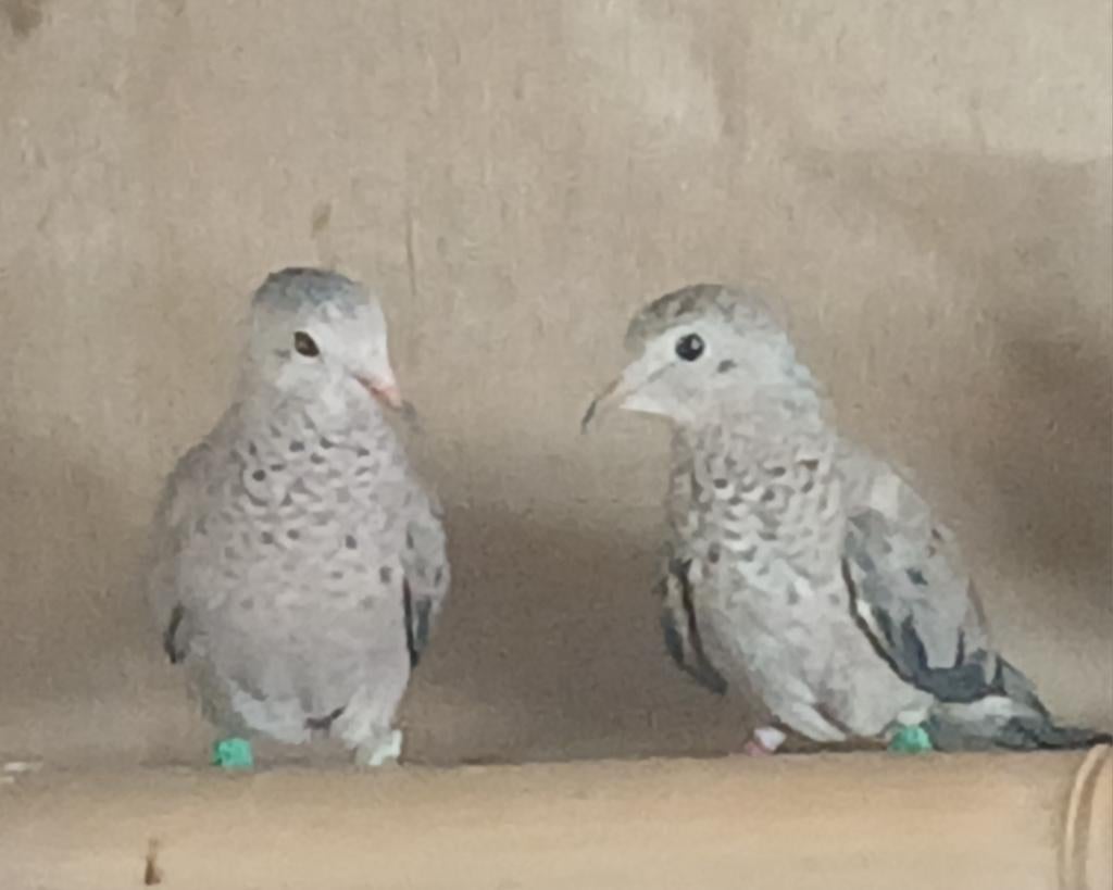 Musduiven, Dieren en Toebehoren, Vogels | Duiven, Vrouwelijk, Overige soorten