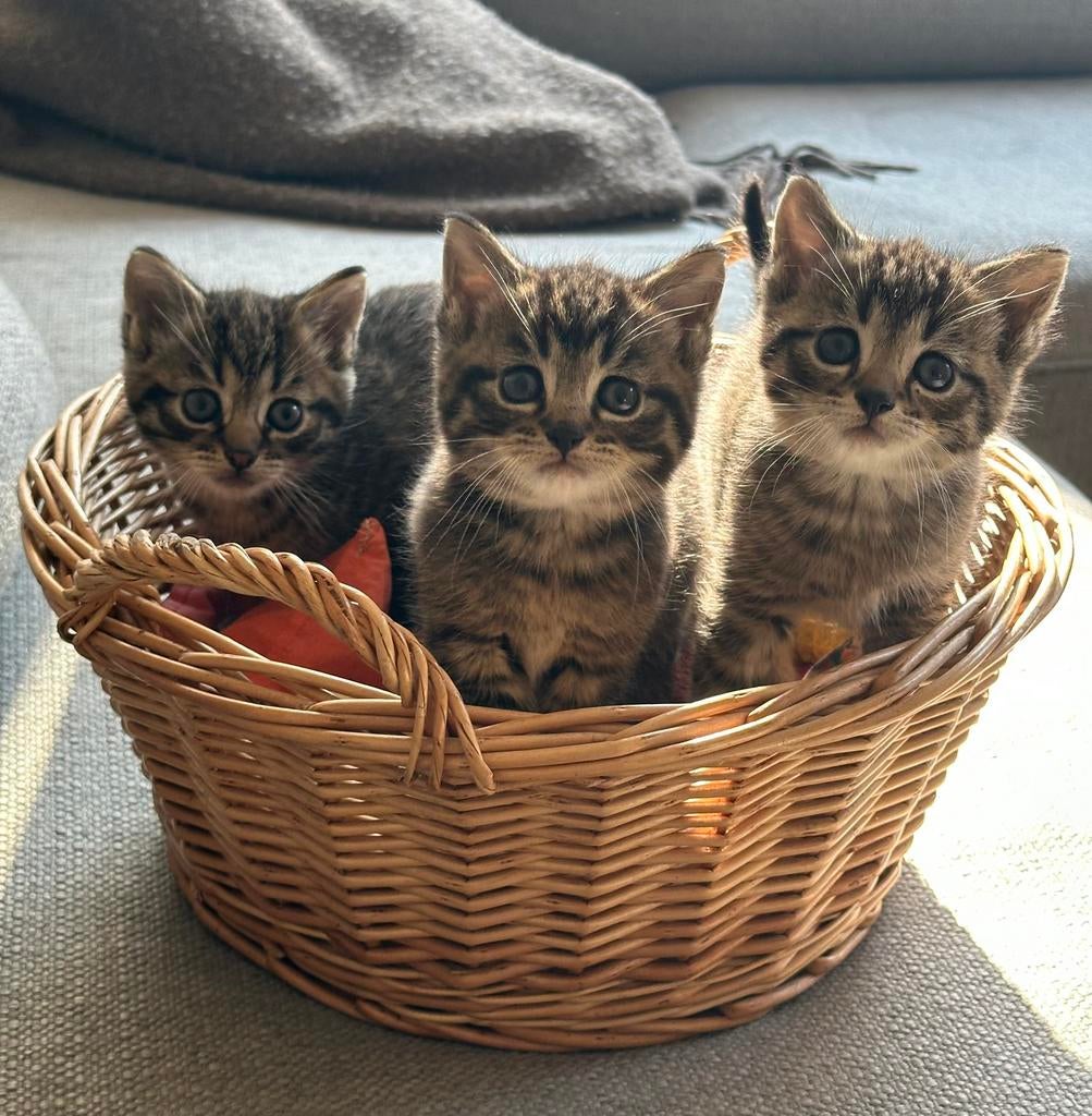 3 mooie kittens te koop!, Dieren en Toebehoren, Katten en Kittens | Overige Katten, Meerdere dieren, Kortharig, 0 tot 2 jaar