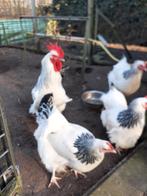 Sussex Columbia Broedeieren, Dieren en Toebehoren, Pluimvee, Geslacht onbekend, Kip