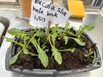 Div groenteplantjes voor moestuin rucola peulen selderij, Ophalen, Halfschaduw, Minder dan 100 cm
