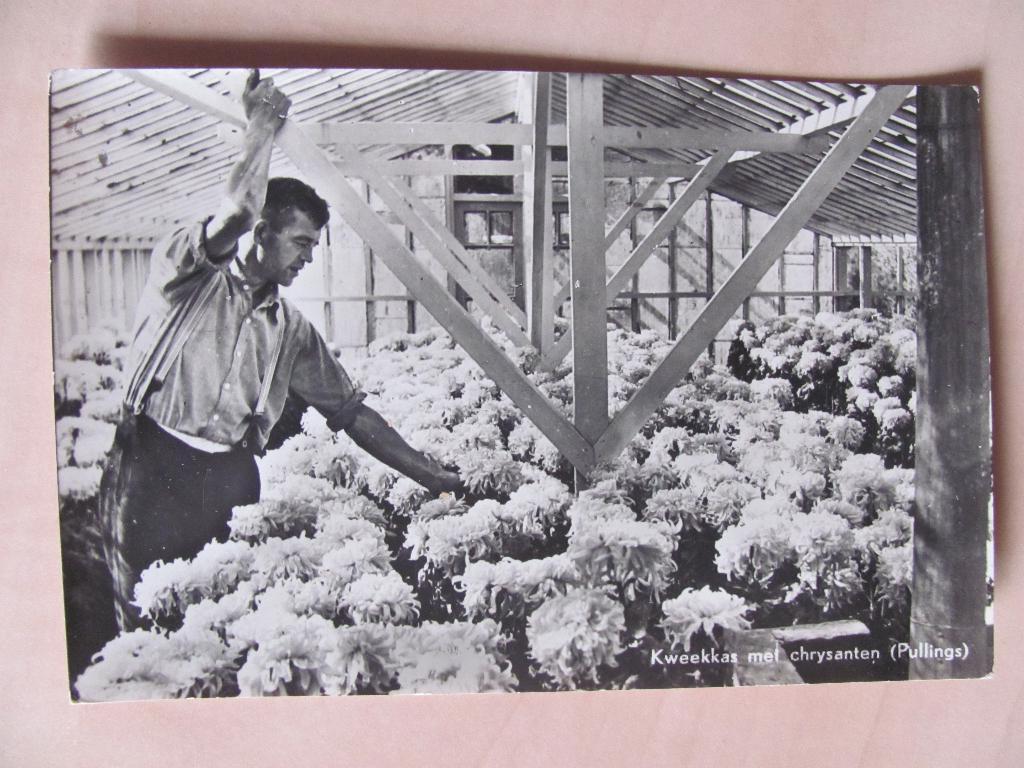 Aalsmeer, Pullings kweekkas voor chrysanten, Ophalen of Verzenden, 1940 tot 1960, Gelopen, Zuid-Holland