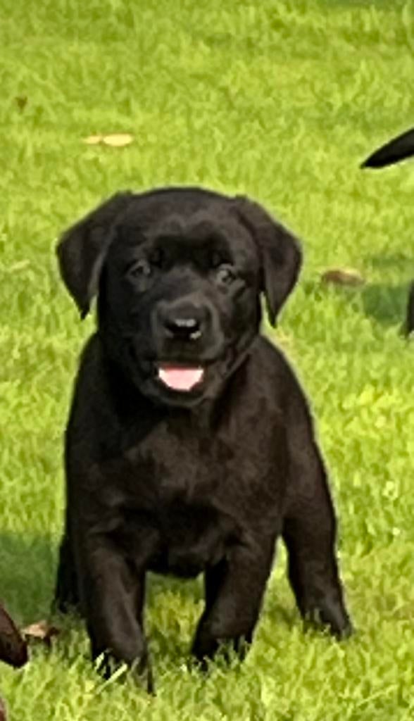 Mooie speelse Labrador pups, Dieren en Toebehoren, Honden | Retrievers, Spaniëls en Waterhonden, Meerdere dieren, Labrador retriever