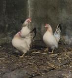 Krielkippen, Dieren en Toebehoren, Pluimvee, Vrouwelijk, Kip