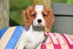 Cavalier King Charles spaniel pups, Dieren en Toebehoren, 15 weken tot 1 jaar, Buitenland, Parvo, Meerdere