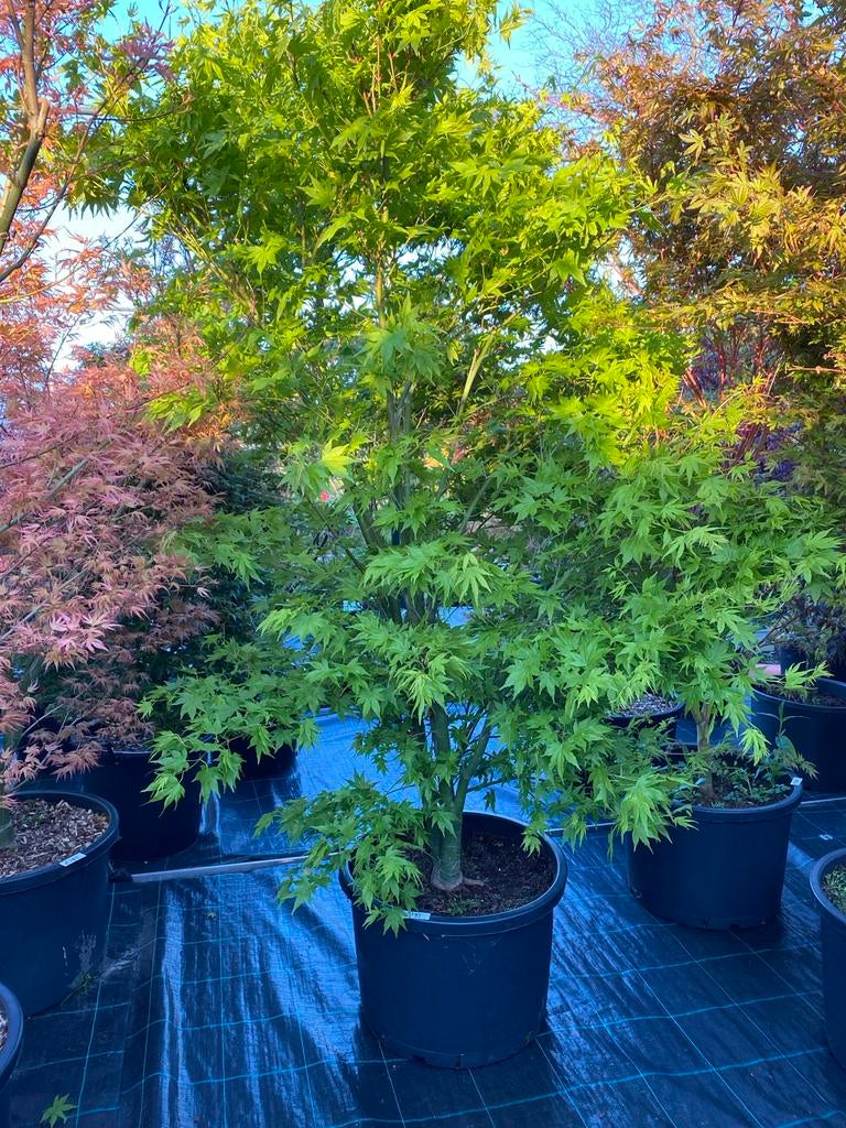 Japanse Esdoorn - Acer Palmatum 'Going Green', Ophalen, Lente, Halfschaduw