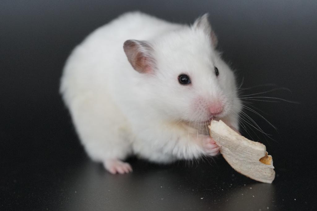 Volwassen Syrische hamster/Goudhamster dame (tam), Hamster, Maart, Vrouwelijk, Tam