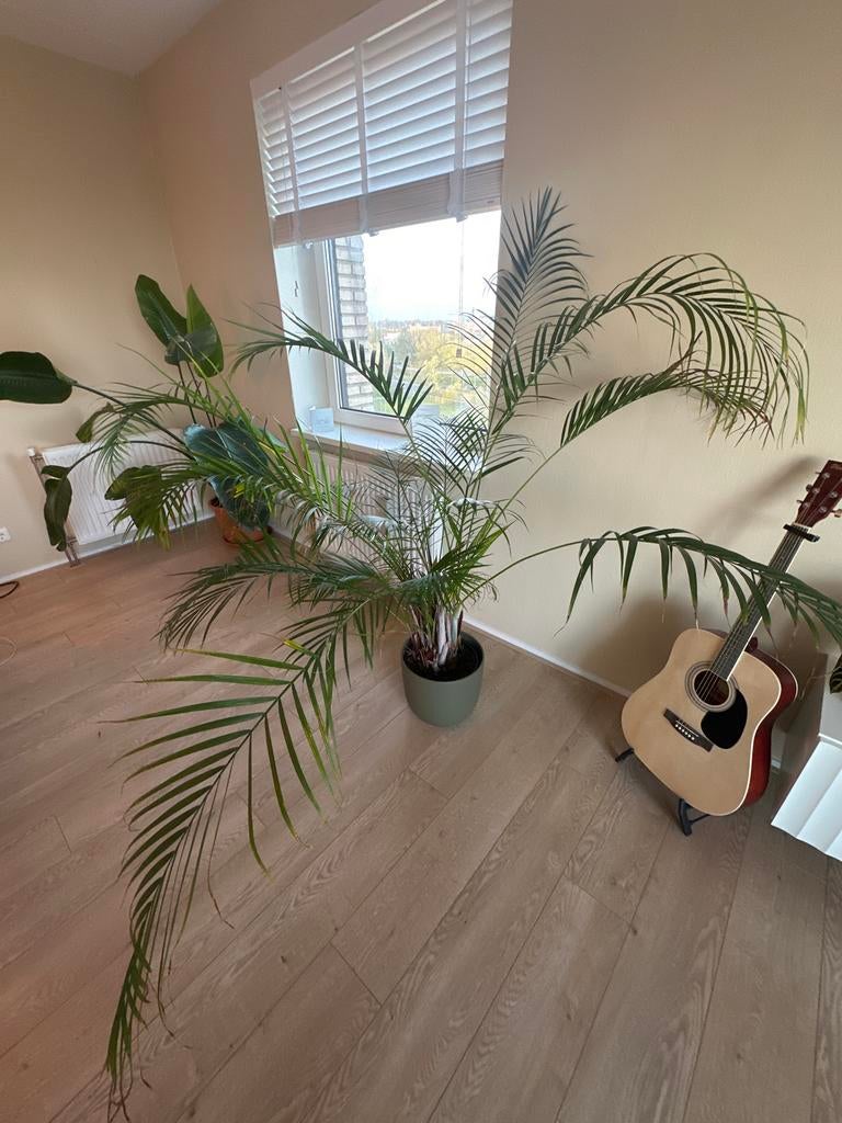 Grote Areca Palm - Kamerplant in pot, Huis en Inrichting, Kamerplanten, Ophalen, Palm, Halfschaduw, In pot