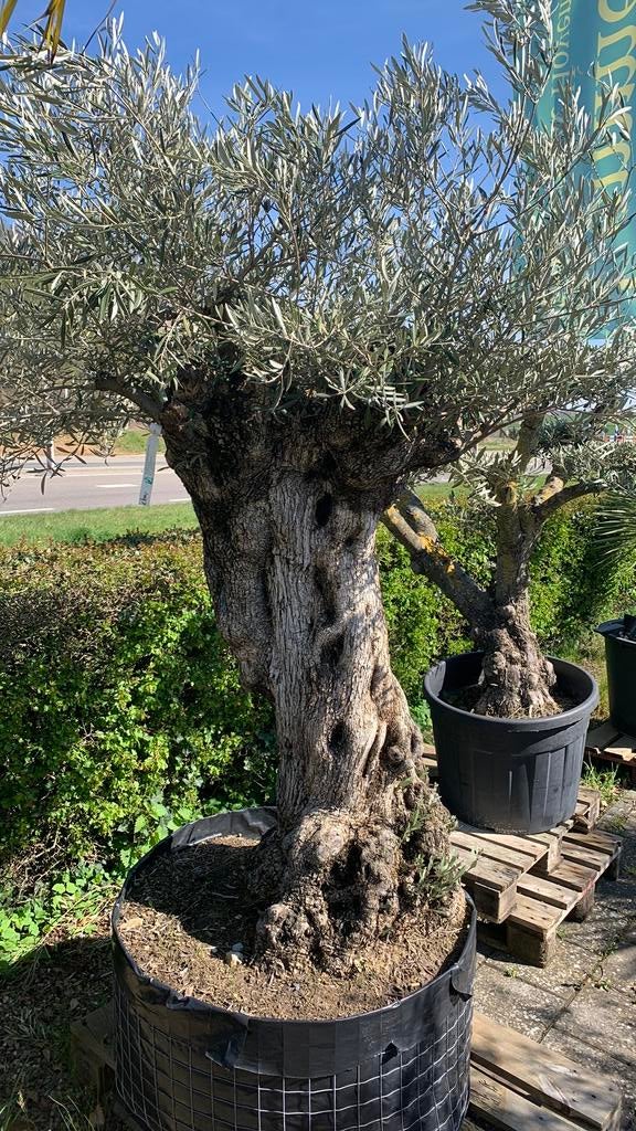 Olijfboom Macro Bonsai XL, 100 tot 250 cm, Olijfboom, Zomer, Ophalen