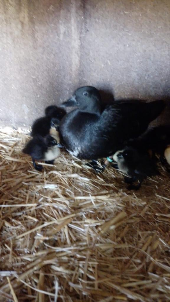 Kuikentjes van zwarte kwakers te koop, Dieren en Toebehoren, Geslacht onbekend, Eend
