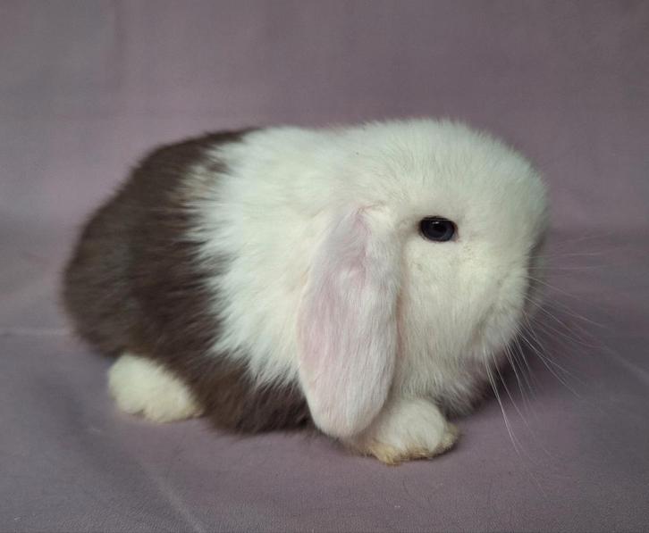 Jong minilop rammetje - choco split, Dieren en Toebehoren, Konijnen, Dwerg, Mannelijk, 0 tot 2 jaar, Hangoor