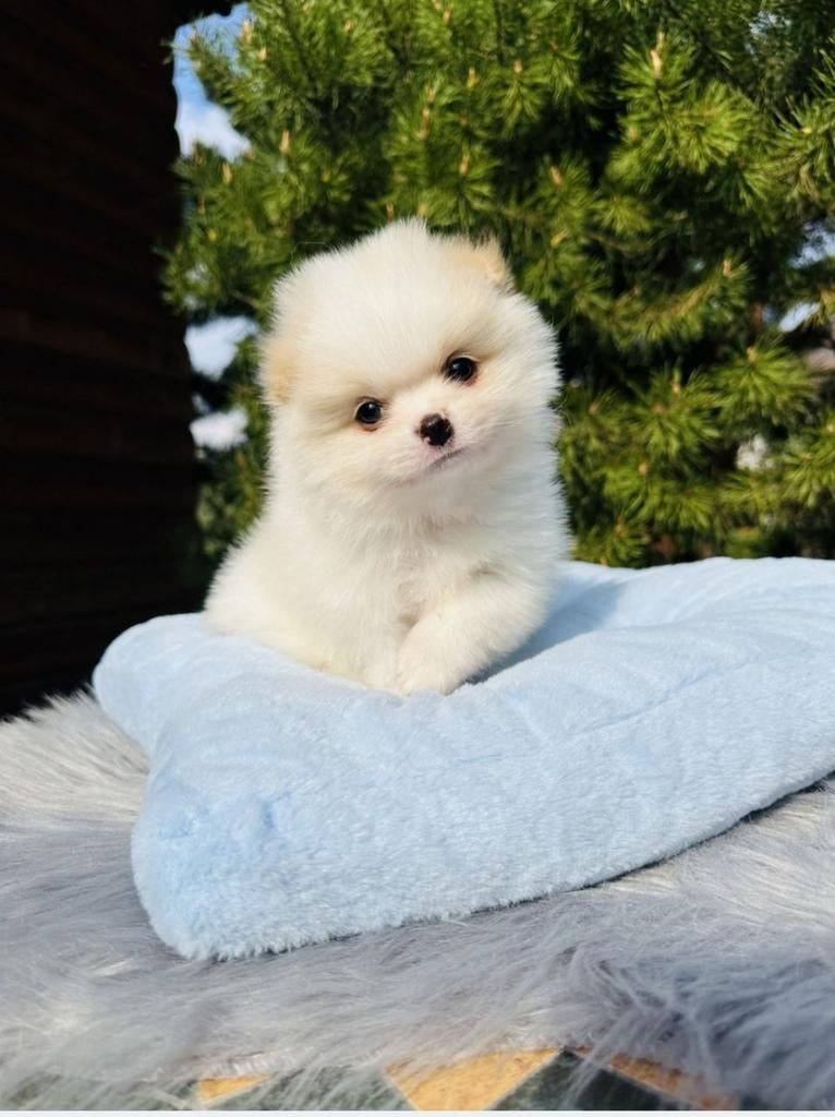 Pomeranian Spitz, 15 weken tot 1 jaar, Parvo, Eén hond, Nederland