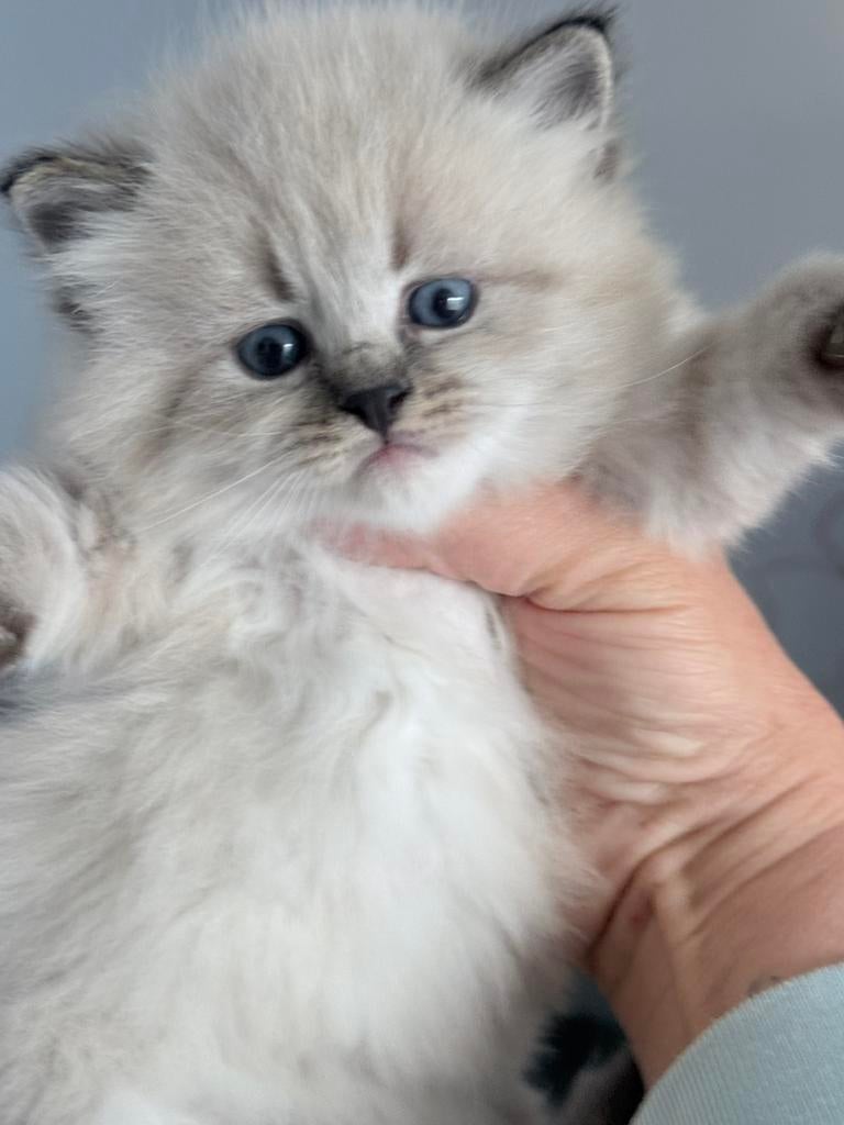 Neva Masquerade, Meerdere dieren, Ontwormd, 0 tot 2 jaar