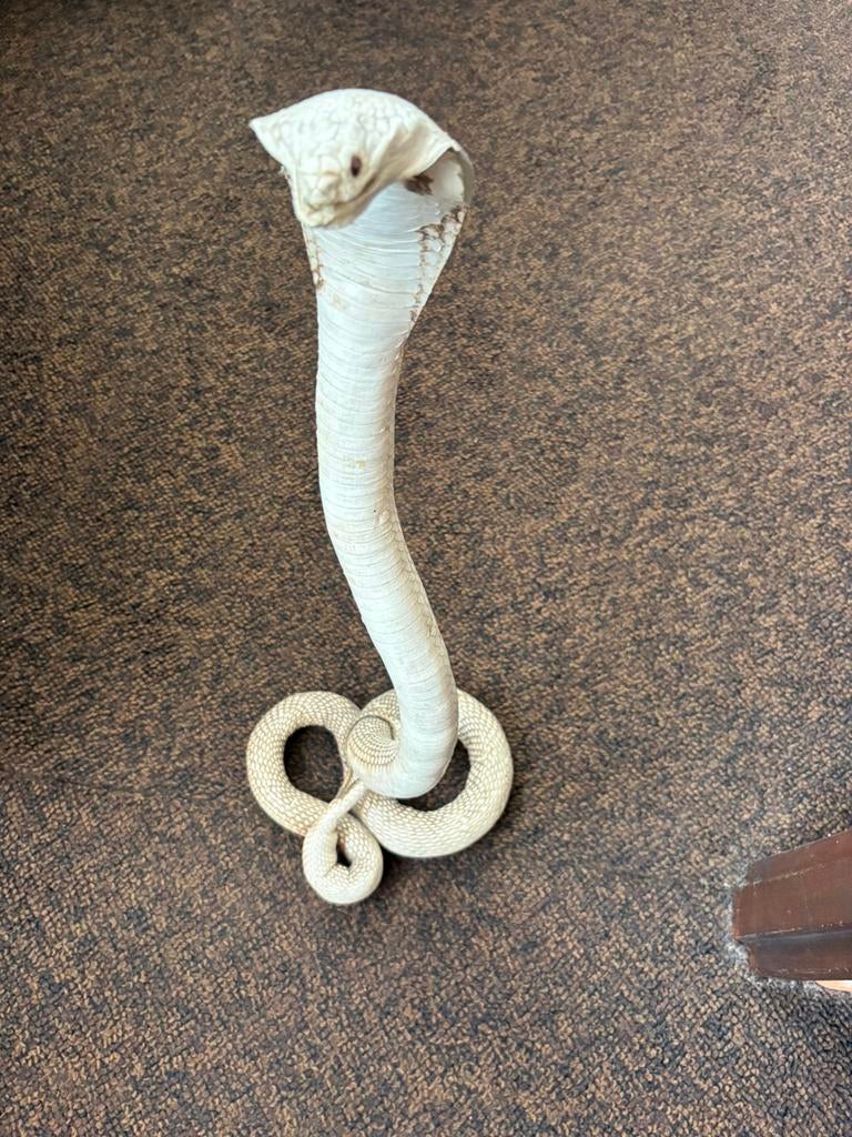 Opgezette Koningscobra ( albino ), Huis en Inrichting, Ophalen of Verzenden, Zo goed als nieuw, Wandkapstok, Minder dan 100 cm