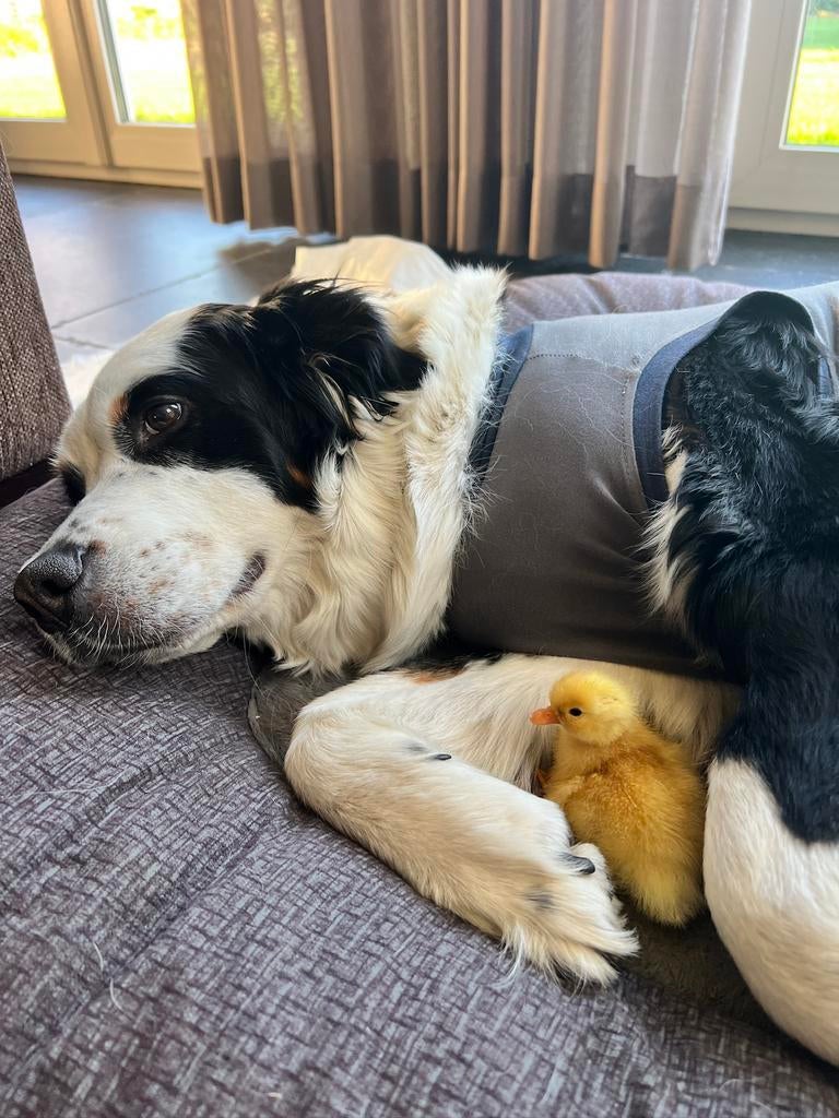 Hollandse WITTE kwaker kuikens (binnenkort beschikbaar), Dieren en Toebehoren, Meerdere dieren, Eend