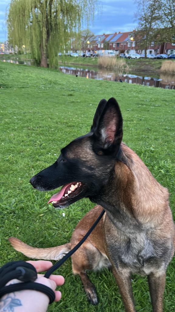 Prachtige mechelse herder, Dieren en Toebehoren, Honden | Herdershonden en Veedrijvers, CDV (hondenziekte), Teef, Eén hond, 3 tot 5 jaar