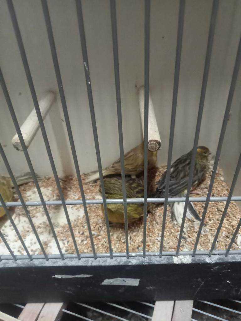 Diverse donkere kanaries, Dieren en Toebehoren, Meerdere dieren, Kleurkanarie