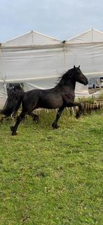 Super knappe Friese hengst, Dieren en Toebehoren, Paarden, Hengst, Onbeleerd, Dressuurpaard, 3 tot 6 jaar