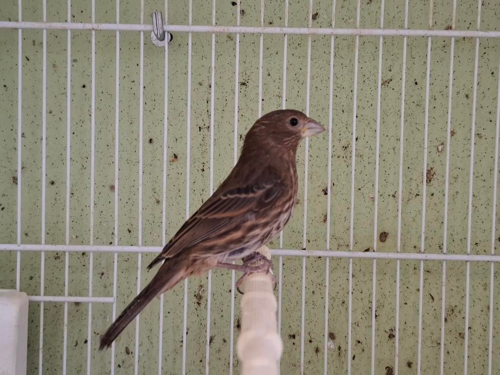 Mexicaanse roodmus pop, Dieren en Toebehoren, Vrouwelijk