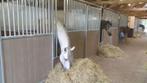Paardenbox op maat, Paardenboxen, Paardenbox, Dieren en Toebehoren, Stalling en Weidegang, Stalling