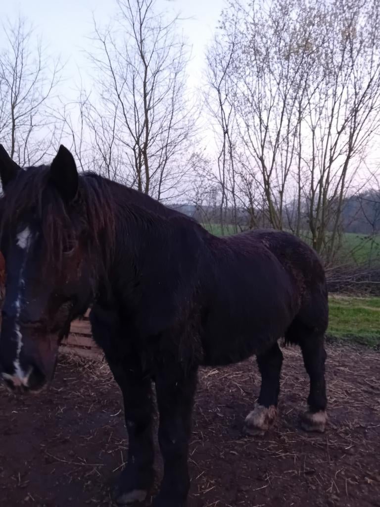Trekpaard, Dieren en Toebehoren, Ruin, 7 tot 10 jaar, Met stamboom, B