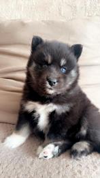 Pomsky pup teefje nog beschikbaar., Overige rassen, 8 tot 15 weken, Parvo, Meerdere