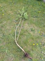 Jonge boom, Ophalen, Overige soorten