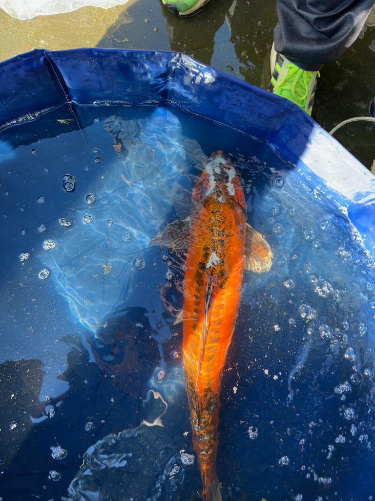 Mizuho ogon Japanse koi, Dieren en Toebehoren, Vissen | Vijvervissen, Karper of Koi