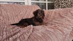 BIEWER YORKSHIRE TERRIER PUPS ( PUP ) 1 REUTJE, Nederland, Reu, 8 tot 15 weken, Eén hond