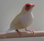 Gele gouldamadines te koop, Dieren en Toebehoren, Vogels | Overige Vogels, Meerdere dieren, Tropenvogel, Geringd