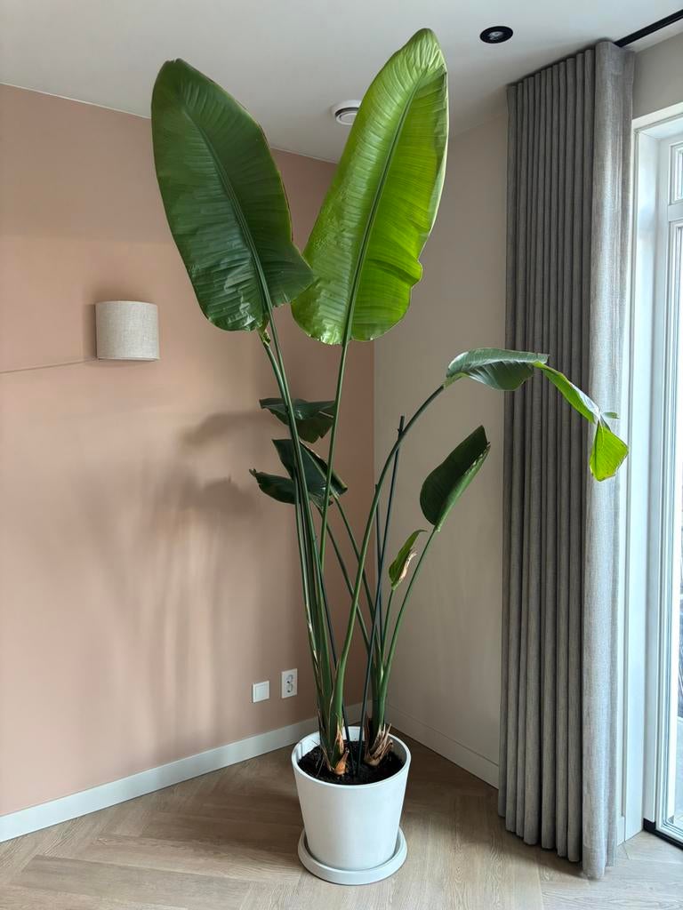 Strelitzia plant, Huis en Inrichting, Kamerplanten, Ophalen, Halfschaduw, 200 cm of meer