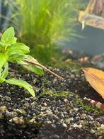 Naaldmeerval, naaldalgeneter, algeneter, Dieren en Toebehoren, Vissen | Aquariumvissen, Vis, Zoetwatervis, Schoolvis