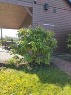 Rhododendron, Tuin en Terras, Planten | Bomen, Ophalen, Lente, Halfschaduw, Overige soorten