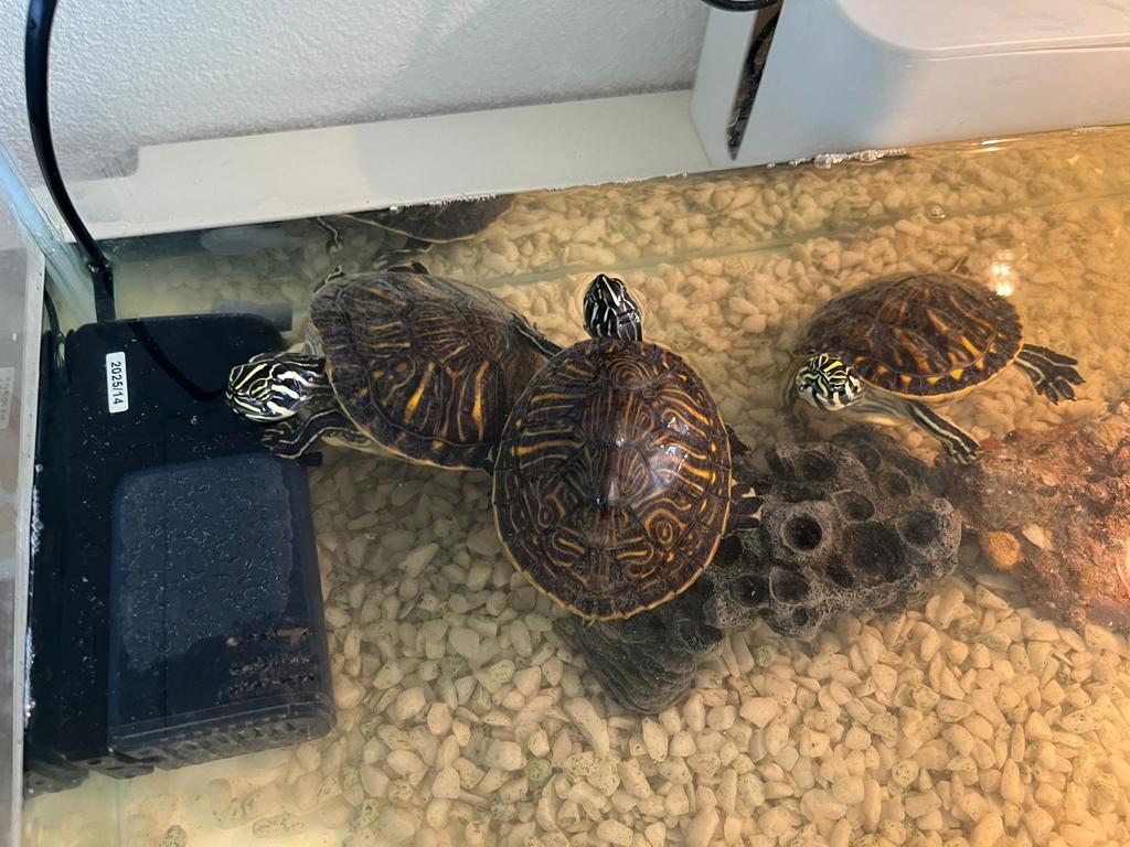 Driekielschildpadden te koop inclusief compleet terrarium, Dieren en Toebehoren, Schildpad, Met terrarium, 0 tot 2 jaar