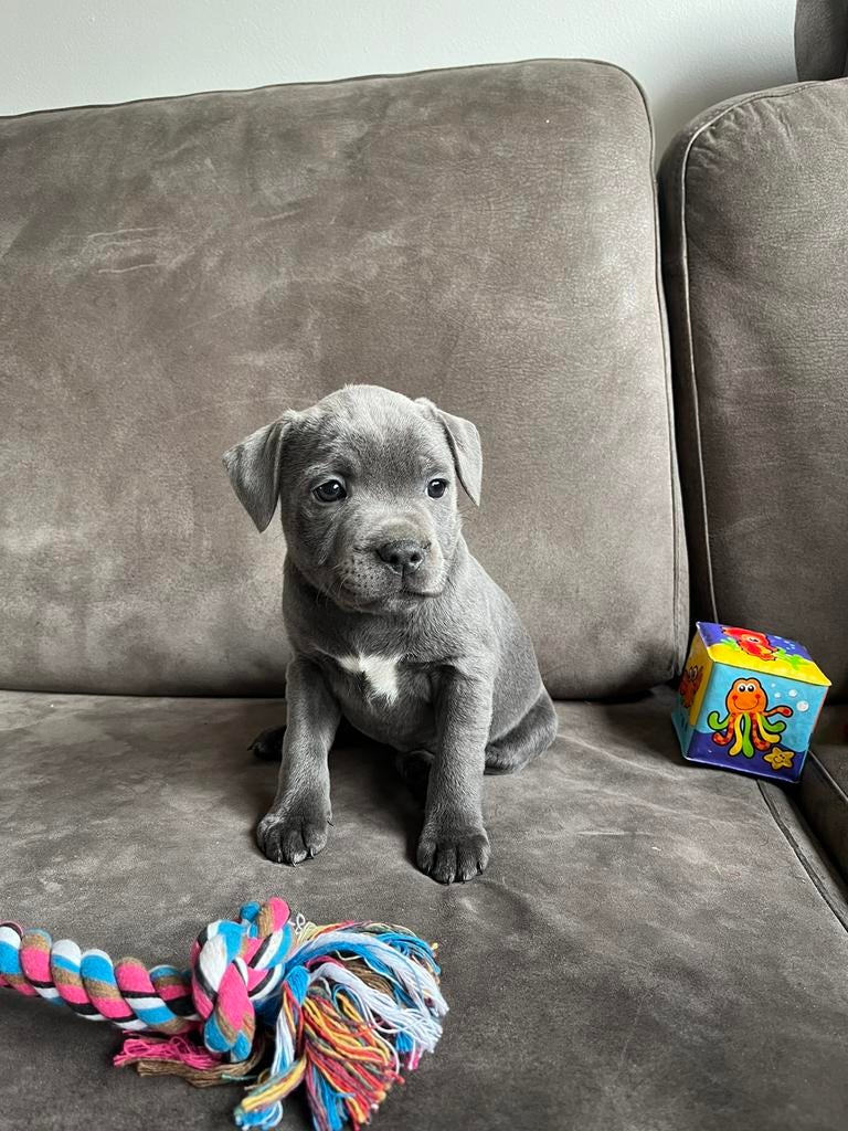 Engelse Stafford pups mét stamboom, Overige rassen, 8 tot 15 weken, Parvo, Meerdere