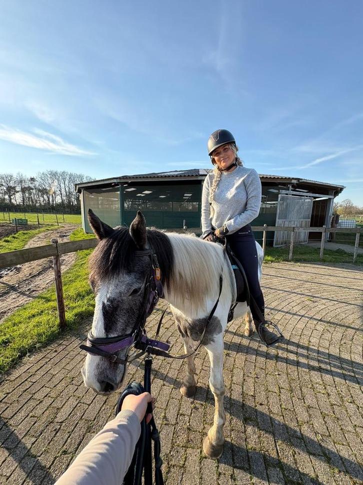 Verkeersmakke , sobere Tinker Pintodame, Dieren en Toebehoren, Pony's, Merrie, Zadelmak, D pony (1.37m tot 1.48m), Recreatiepony