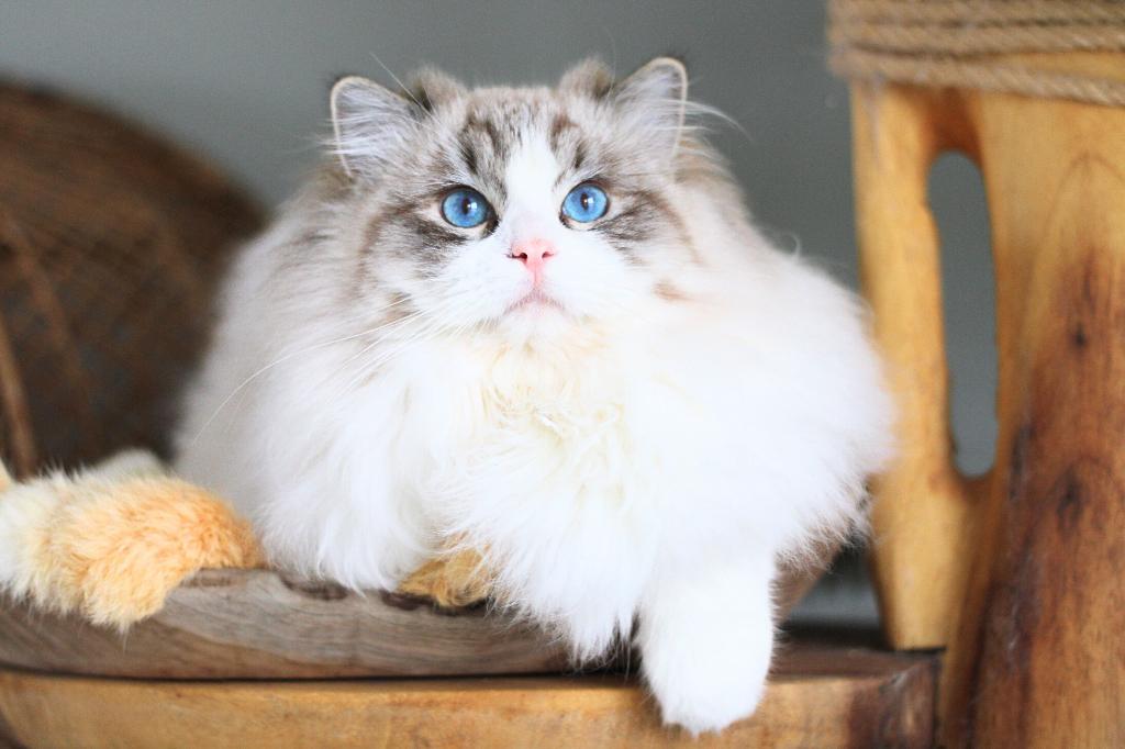 Ragdoll Dekkater Bicolor Lynx, 0 tot 2 jaar