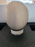 Struisvogel ei, Ophalen of Verzenden, Minder dan 50 cm