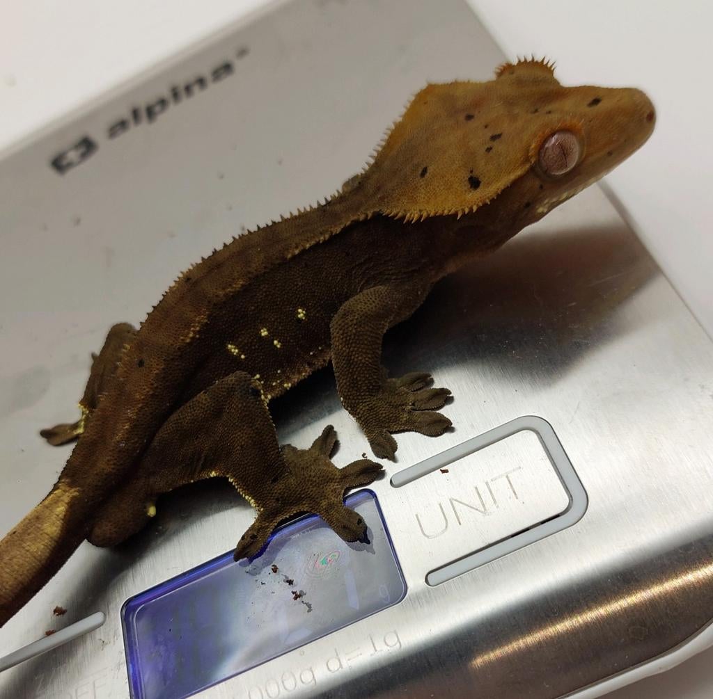 Donkere wimpergekko man, Dieren en Toebehoren, Reptielen en Amfibieën, Hagedis, 3 tot 6 jaar