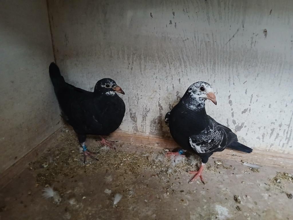 Jonge Scherens-Vangramberen postduiven, Meerdere dieren, Geringd