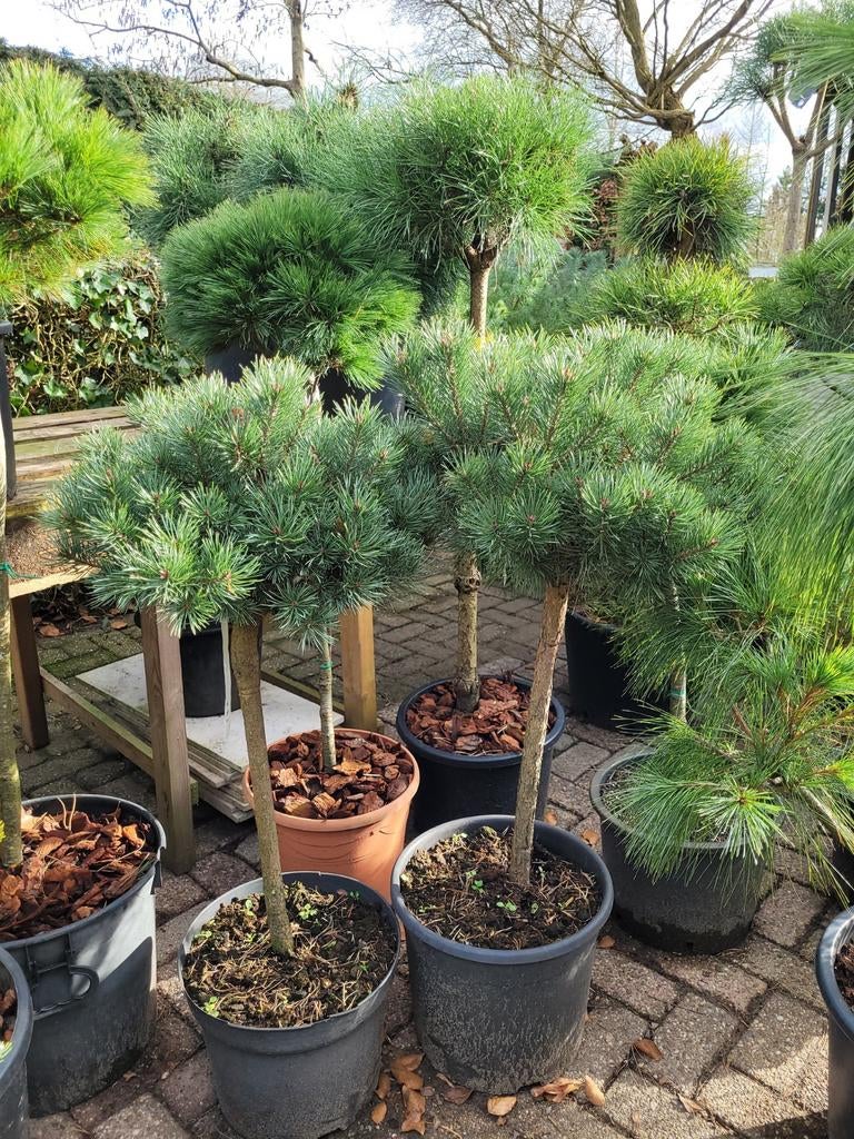 Pinus op stam - Sierlijke tuinboom, Tuin en Terras, Planten | Bomen, Bloeit niet, Overige soorten, 100 tot 250 cm, Ophalen