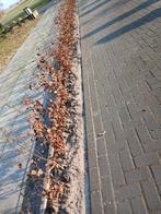 Beukenhaag planten - Fagus Sylvatica, Tuin en Terras, Ophalen of Verzenden, Beukenhaag, Haag, Minder dan 100 cm