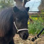Lieve zwarte jaarling shetlander merrie te koop, Minder dan 160 cm, 0 tot 2 jaar, Onbeleerd, Merrie
