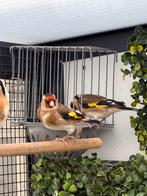 Parva putter poppen, Dieren en Toebehoren, Vrouwelijk, Wildzangvogel, Geringd