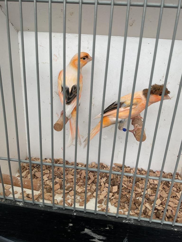 2 harlekijn mannen, Mannelijk