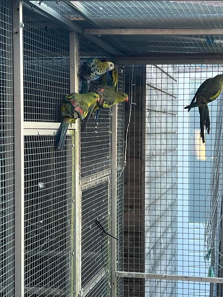 Gezocht bergparkiet man, Dieren en Toebehoren, Vogels | Parkieten en Papegaaien, Mannelijk, Parkiet