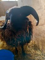 Ouessant schapen rammetje zwart, Mannelijk, Schaap, 0 tot 2 jaar