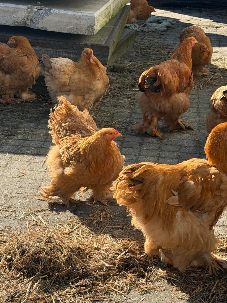 Brahma kippen en hanen, Dieren en Toebehoren, Meerdere dieren, Kip